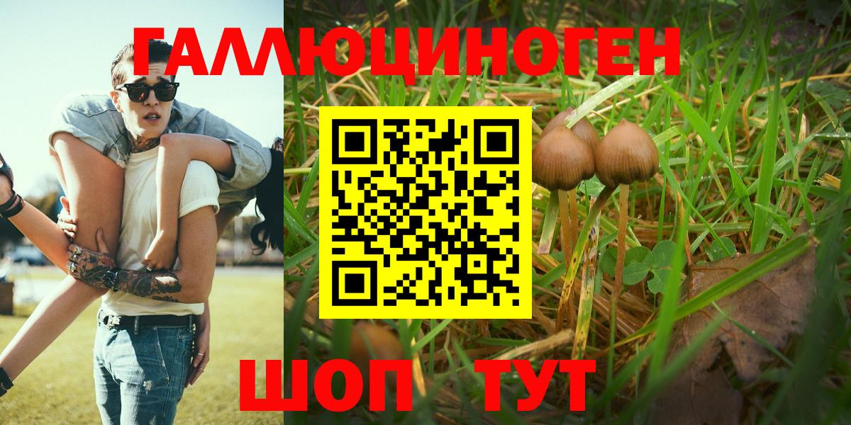 Псилоцибиновые грибы Psilocybe Новокубанск